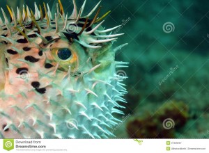 close-up-image-blowfish-puffed-31338267