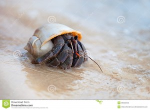 hermit-crab-shell-seaside-closeup-spiral-ocean-shore-49223442